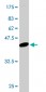 FIS1 Antibody (monoclonal) (M02)